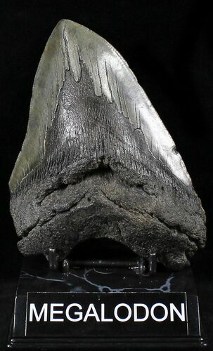 Large Megalodon Tooth - South Carolina #26498